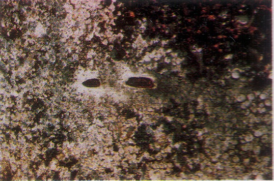 CD01