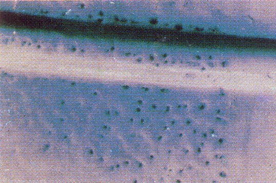 CD09